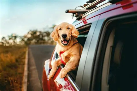Dog friendly Vehicles Canada | 2025